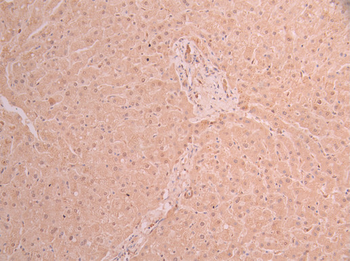 UBB Antibody