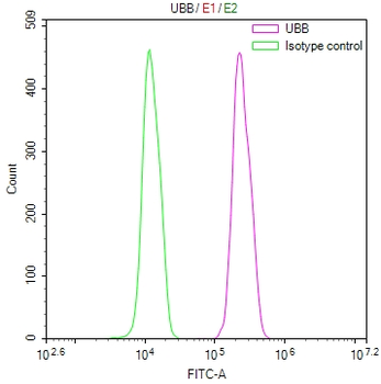 UBB Antibody