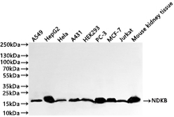 NME2 Antibody