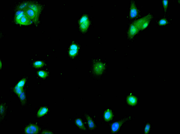NME2 Antibody