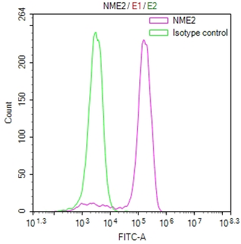 NME2 Antibody