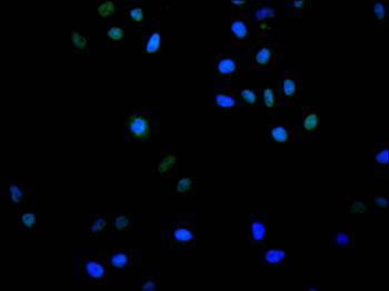 CIRBP Antibody