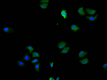 UBB Antibody