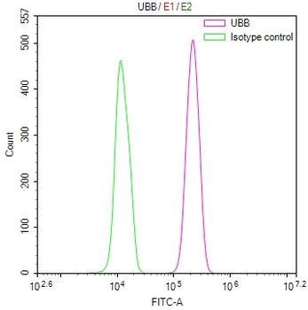 UBB Antibody