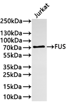 FUS Antibody