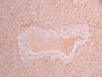 FUS Antibody
