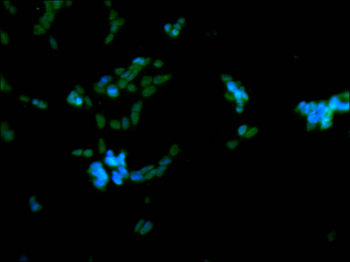 FUS Antibody