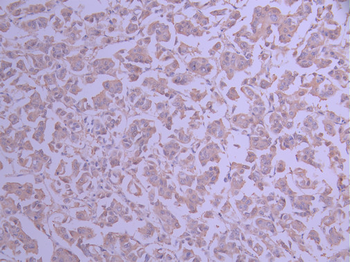 PRDX1 Antibody