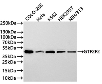 GTF2F2 Antibody