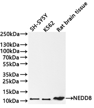 NEDD8 Antibody