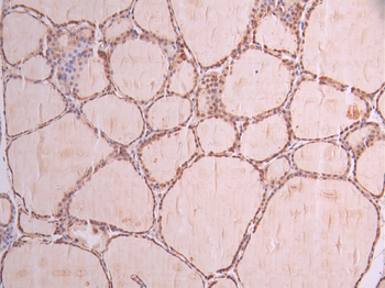 NEDD8 Antibody