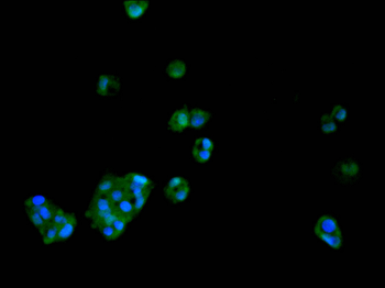 NEDD8 Antibody