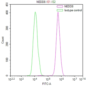 NEDD8 Antibody
