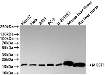MGST1 Antibody