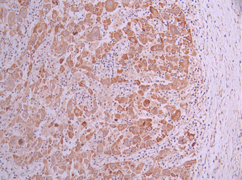 MGST1 Antibody