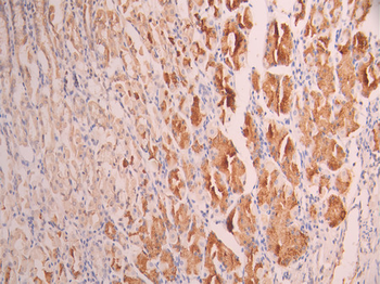 MGST1 Antibody