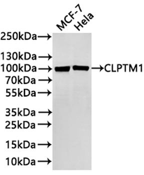 CLPTM1 Antibody