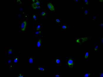 CLPTM1 Antibody
