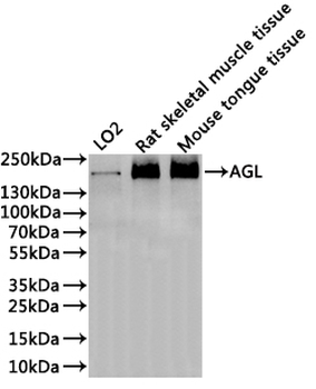 AGL Antibody