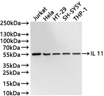 IL11RA Antibody