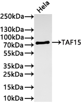 TAF15 Antibody