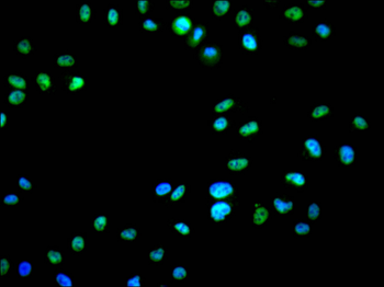 TAF15 Antibody