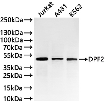 DPF2 Antibody