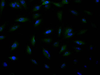 DPF2 Antibody