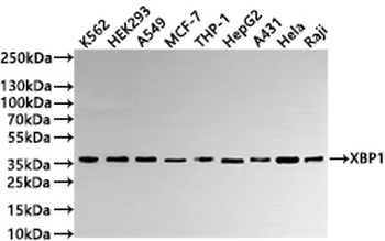 XBP1 Antibody