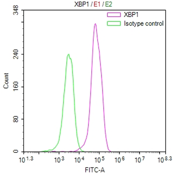XBP1 Antibody