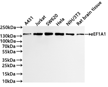 SMC3 Antibody