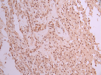 SMC3 Antibody