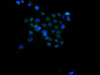 SMC3 Antibody