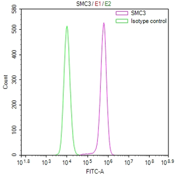 SMC3 Antibody