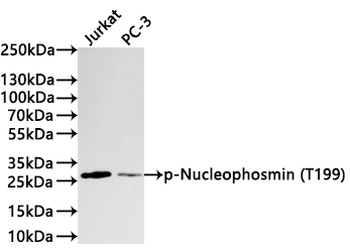 NPM1 Antibody