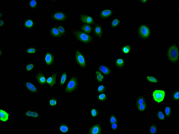 NPM1 Antibody