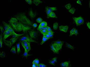 DCLK1 Antibody