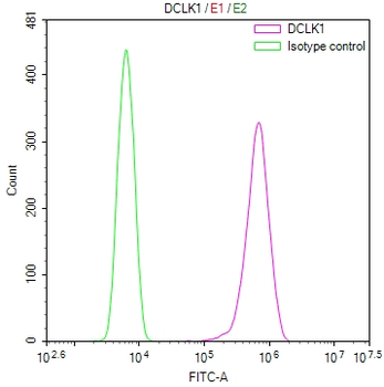 DCLK1 Antibody