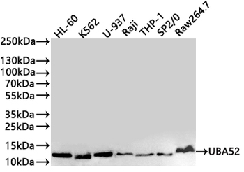 UBA52 Antibody