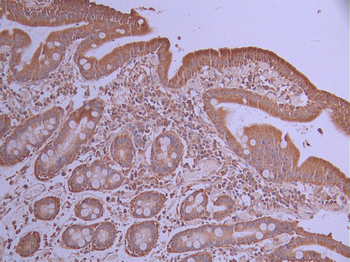 UBA52 Antibody