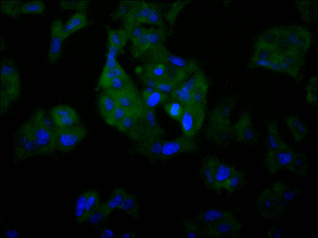 UBA52 Antibody
