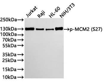 MCM2 Antibody
