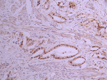 MCM2 Antibody