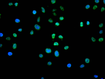 MCM2 Antibody