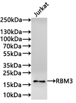 RBM3 Antibody