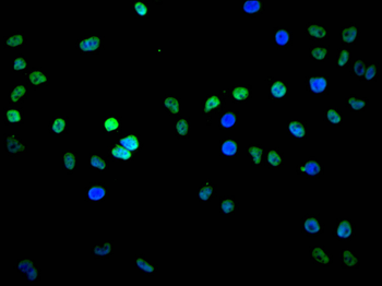 RBM3 Antibody