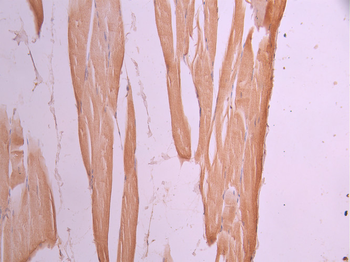 EXOC3 Antibody