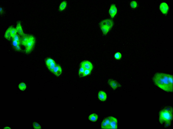 EXOC3 Antibody
