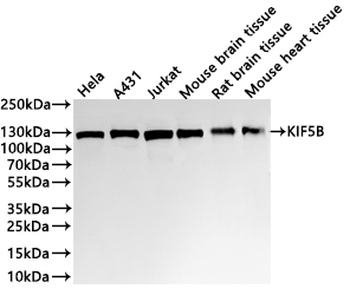 KIF5B Antibody