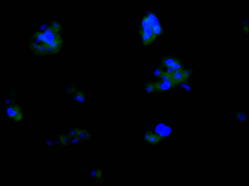 KIF5B Antibody